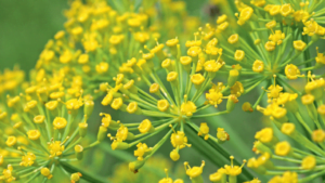 A Erva Doce é uma das plantas que na aromaterapia ajuda a dormir bem