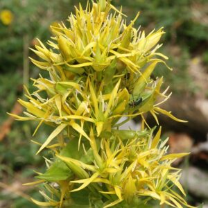 Planta Medicinal