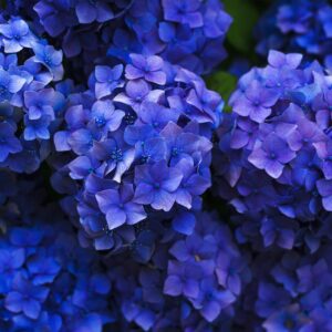 HOrtênsia - planta medicinal