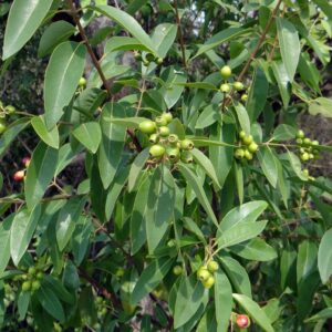 Sândalo, planta medicinal