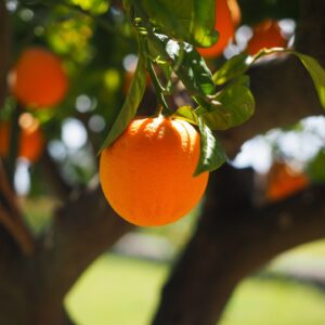 Laranja planta medicinal