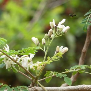 Moringa, planta medicinal nutritiva