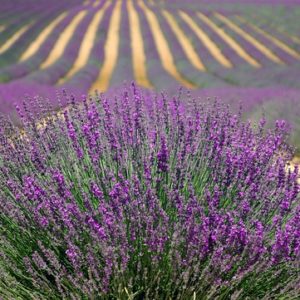 A lavanda é uma das plantas medicinais que produzem óleos essenciais. É uma planta medicinal cicatrizante.