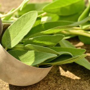 Sálvia, uma das plantas medicinais amigas da mulher