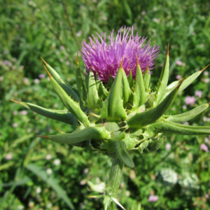 Cardo Marinao, planta medicinal para problemas hepáticos.