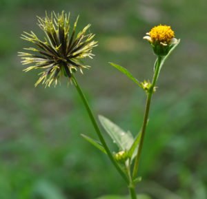 Uma planta medicinal amiga do fígado. para melhorar a visão