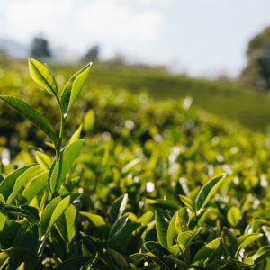 Chá Verde é uma das plantas medicinais mais consumidas.
