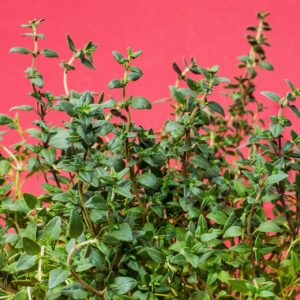 O tomilho é umda das plantas medicinais desodorantes.