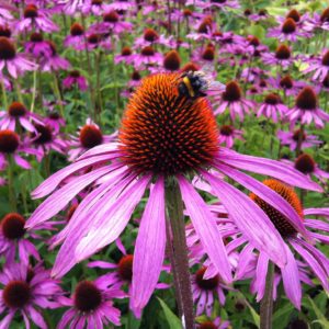 A equinácea é uma das plantas medicinais que promovem as defesas do corpo.
