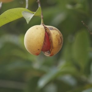 Noz Moscada, uma das plantas medicinais de uso culinário.