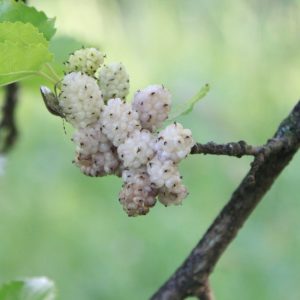 Amra Branca, uma das plantas medicinais mais versáteis.