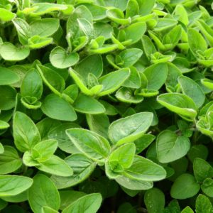 A majerona é uma das plantas medicinais aromáticas.