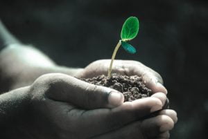 Plantar plantas, ervas e flores