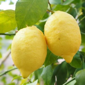 Limão, planta medicinal nutritiva.