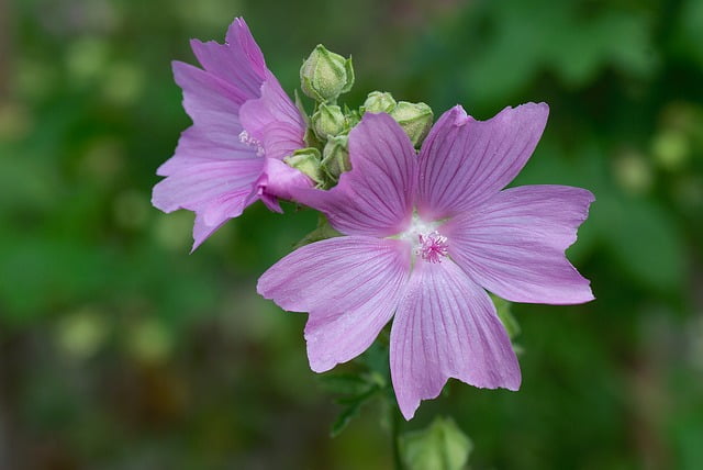 plantas tratamentos naturais