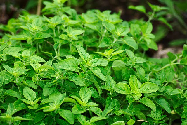 plantas para tratamentos naturais