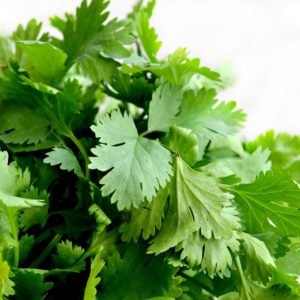 Coentro é uma planta medicinal digestiva.