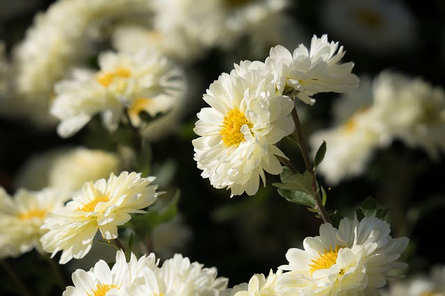 Plantas para jardins internos