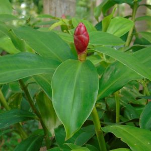 Cana do Brejo Planta Medicinal