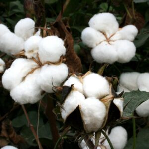 Algodoeiro Planta Medicinal