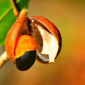 planta medicinal