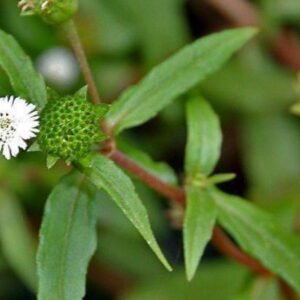 Planta medicinal