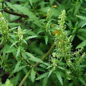 Planta Medicinal
