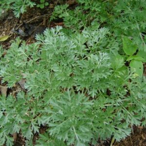 Planta Medicinal