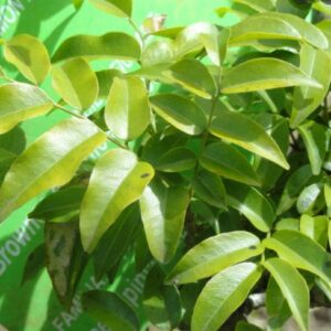 Planta Medicinal