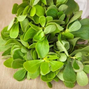 Planta medicinal e culinária.
