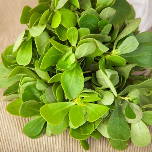 Planta medicinal e culinária.