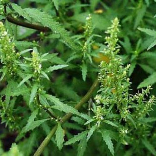 Planta Medicinal