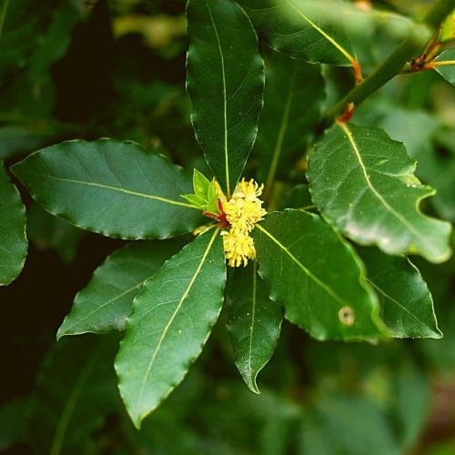 Planta Medicinal